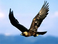 Golden Eagle