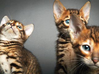 Toyger Kittens