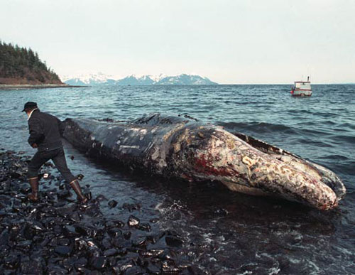 dead whale from Exxon Valdez oil spill