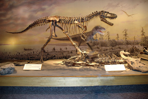 albertosaurus discovery