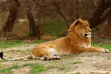 A liger laying on the ground.