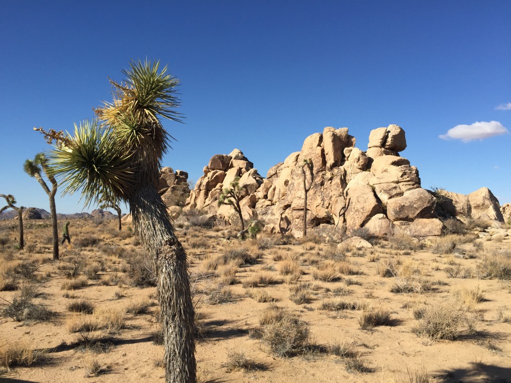 A Joshua tree in the foreground, desert and brush in the midground, an outcropping of rocks in the background, all under a deep blue sky.