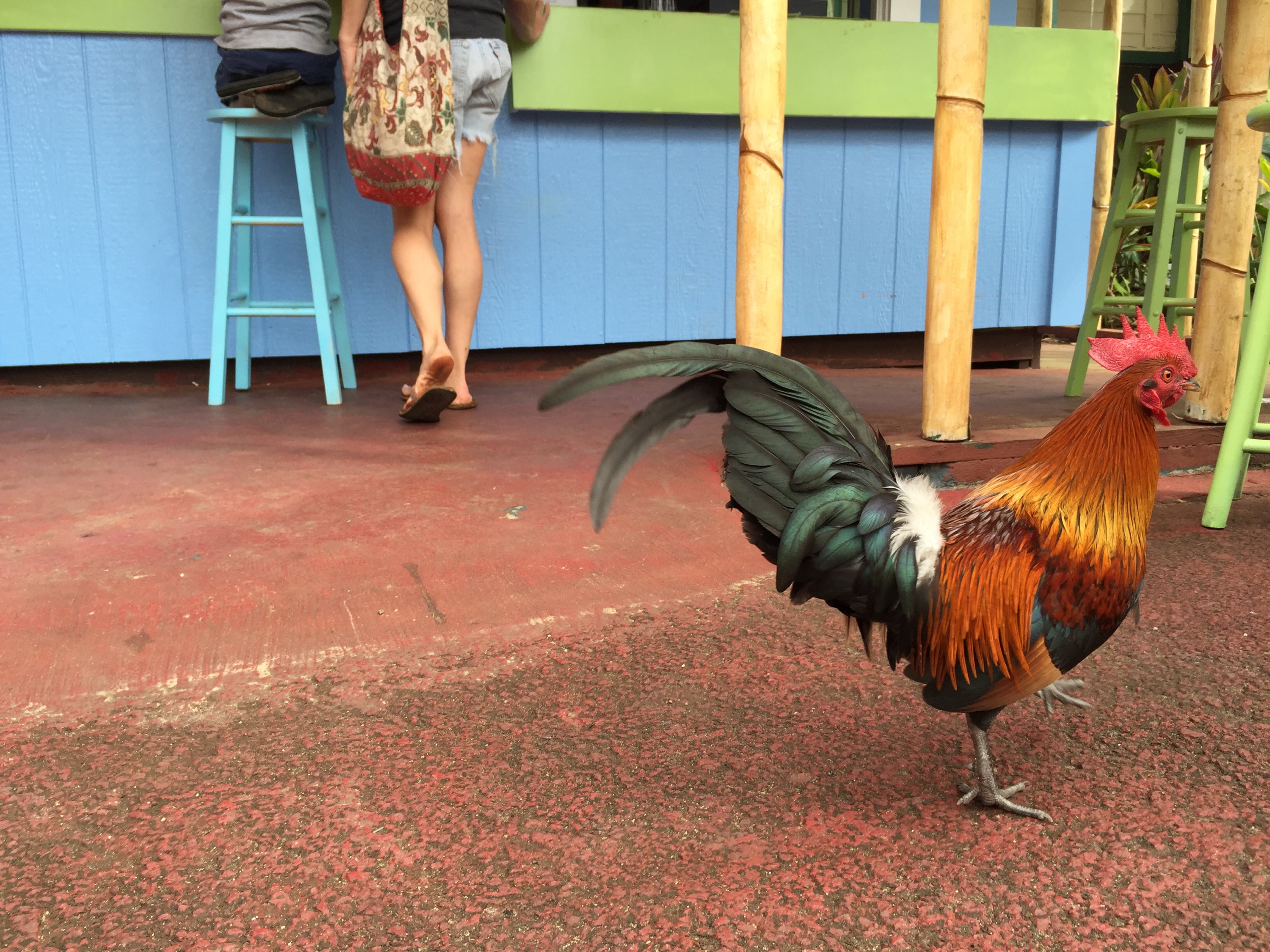 A low angle shot of a pretty rooster. A woman's legs can be seen in the background.