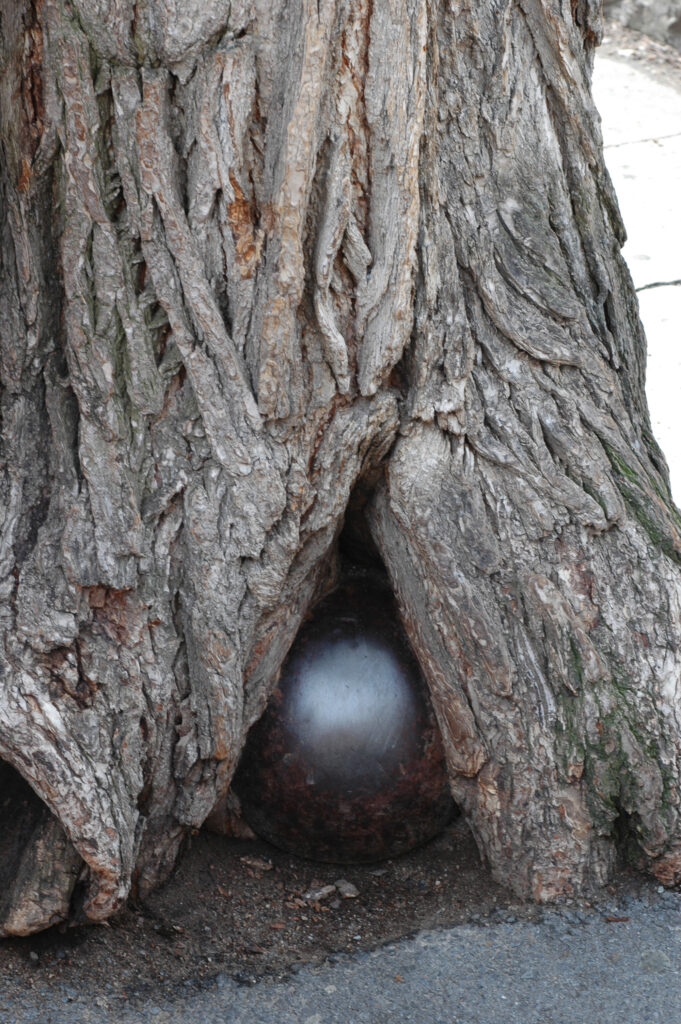 A cannonball stuck in the roots of a tree on Rue Saint Louis in Quebec  City, Canada Stock Photo - Alamy