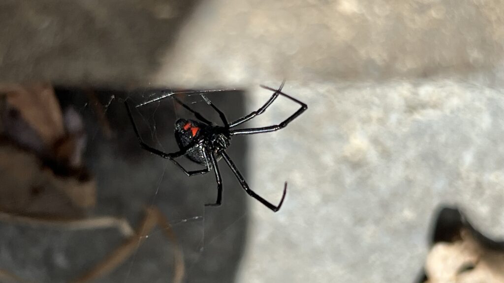 Black widow spider